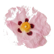 Cistus