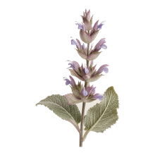 Clary Sage