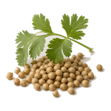 Coriander