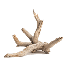 Drywood