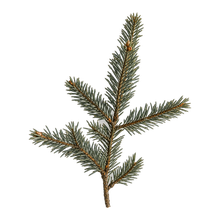 Fir Balsam