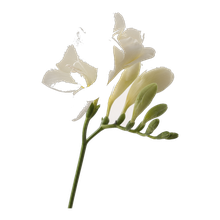 Freesia