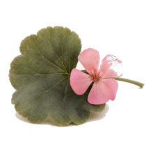 Geranium