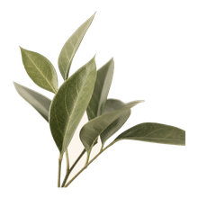 Green Notes