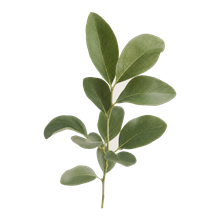 Leafy Green