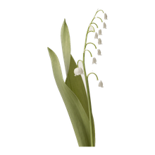 Lily Of The Valley