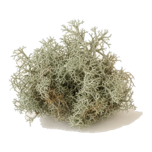 Moss