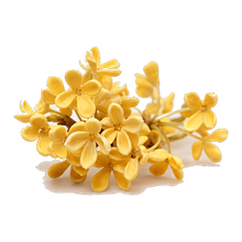 Osmanthus Absolute