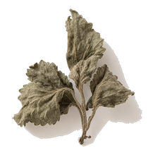 Patchouli