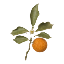 Petitgrain