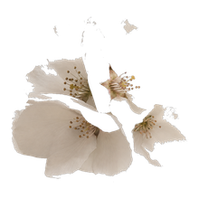Salicylate