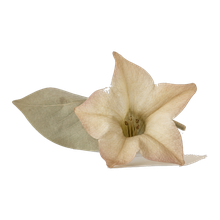 Tobacco Flower