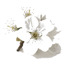 White Flowers